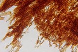 Hymenochaete damicornis image