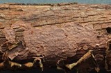 Hymenochaete corrugata image