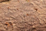 Hymenochaete corrugata image