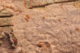 Hymenochaete corrugata image