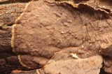Hymenochaete corrugata image