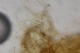 Inocybe mixtilis image