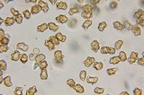 Inocybe mixtilis image