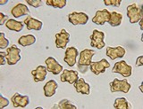 Inocybe mixtilis image