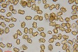 Inocybe mixtilis image