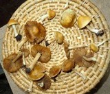Inocybe mixtilis image