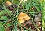 Inocybe mixtilis image