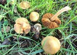 Inocybe mixtilis image