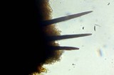 Hymenochaete damicornis image