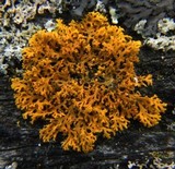 Xanthoria weberi image