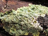 Punctelia missouriensis image