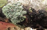 Physcia aipolia image