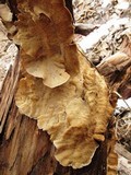 Trametopsis cervina image