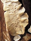 Trametopsis cervina image
