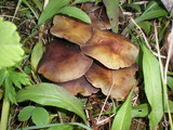 Hypholoma capnoides image
