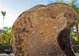 Earliella scabrosa image