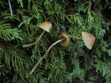 Galerina dimorphocystis image