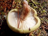 Tricholoma saponaceum image