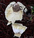 Tricholoma saponaceum image