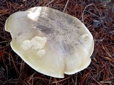 Tricholoma saponaceum image