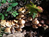 Hypholoma capnoides image