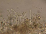 Galerina dimorphocystis image