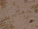 Galerina dimorphocystis image