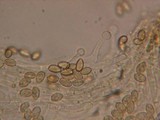 Galerina dimorphocystis image