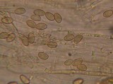 Galerina dimorphocystis image