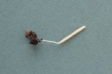 Clavaria tenuipes image