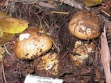 Cortinarius variosimilis image