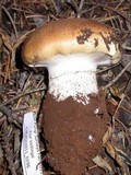 Cortinarius variosimilis image