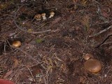 Cortinarius variosimilis image