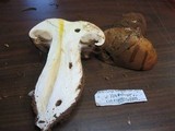 Cortinarius variosimilis image