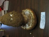 Cortinarius variosimilis image