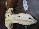 Cortinarius variosimilis image