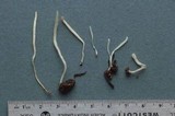 Clavaria tenuipes image