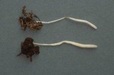 Clavaria tenuipes image
