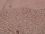 Clavaria tenuipes image