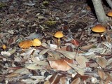 Conocybe rugosa image