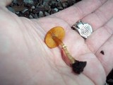 Conocybe rugosa image