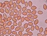 Psilocybe septentrionalis image
