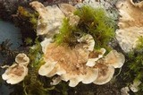 Byssomerulius corium image