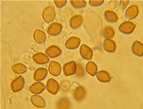 Psilocybe wayanadensis image