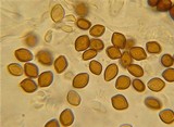 Psilocybe wayanadensis image