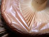 Pholiota velaglutinosa image