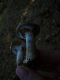 Armillaria gallica image