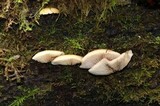 Crepidotus applanatus image