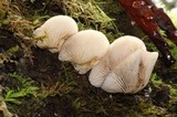 Crepidotus applanatus image