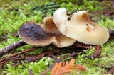 Crepidotus applanatus image